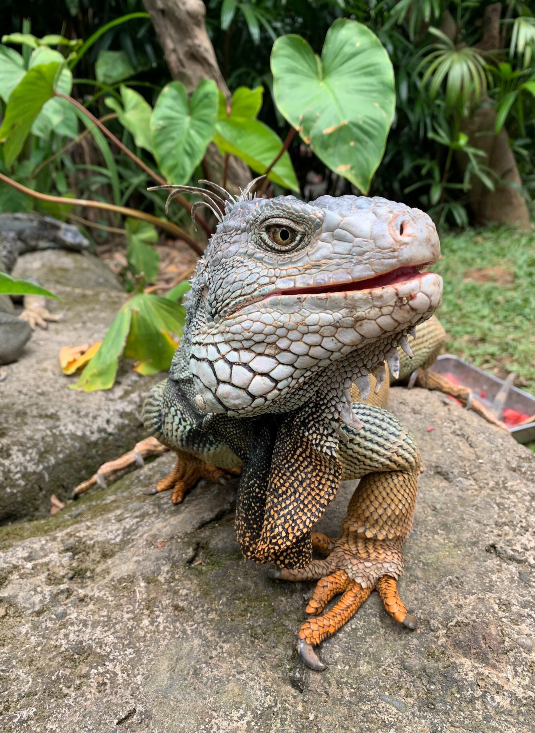 Florida Iguana