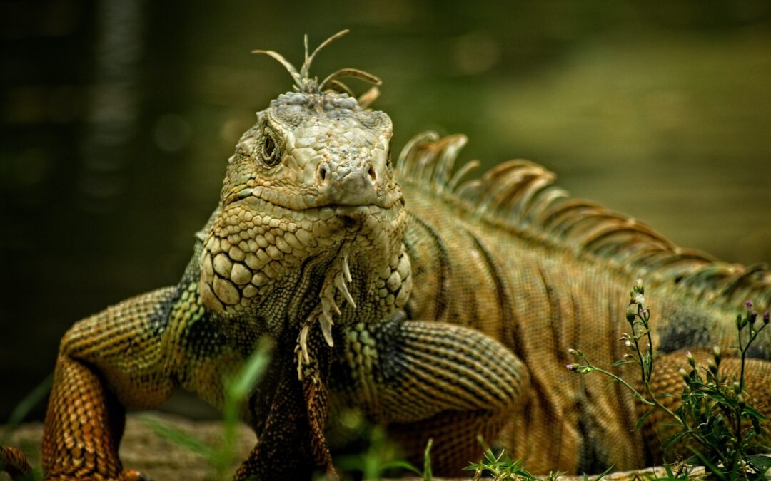 Florida Iguana