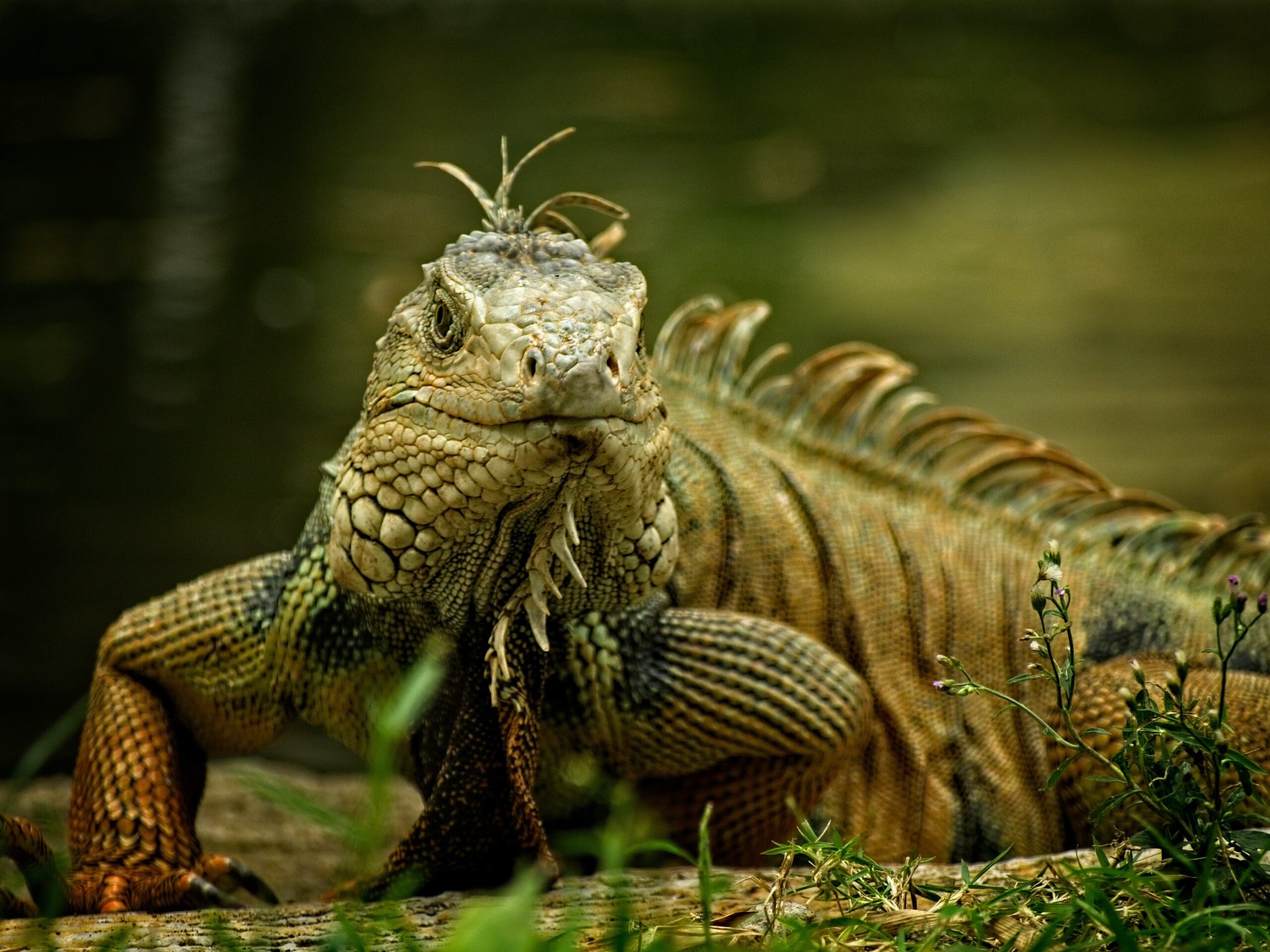 Iguana Florida