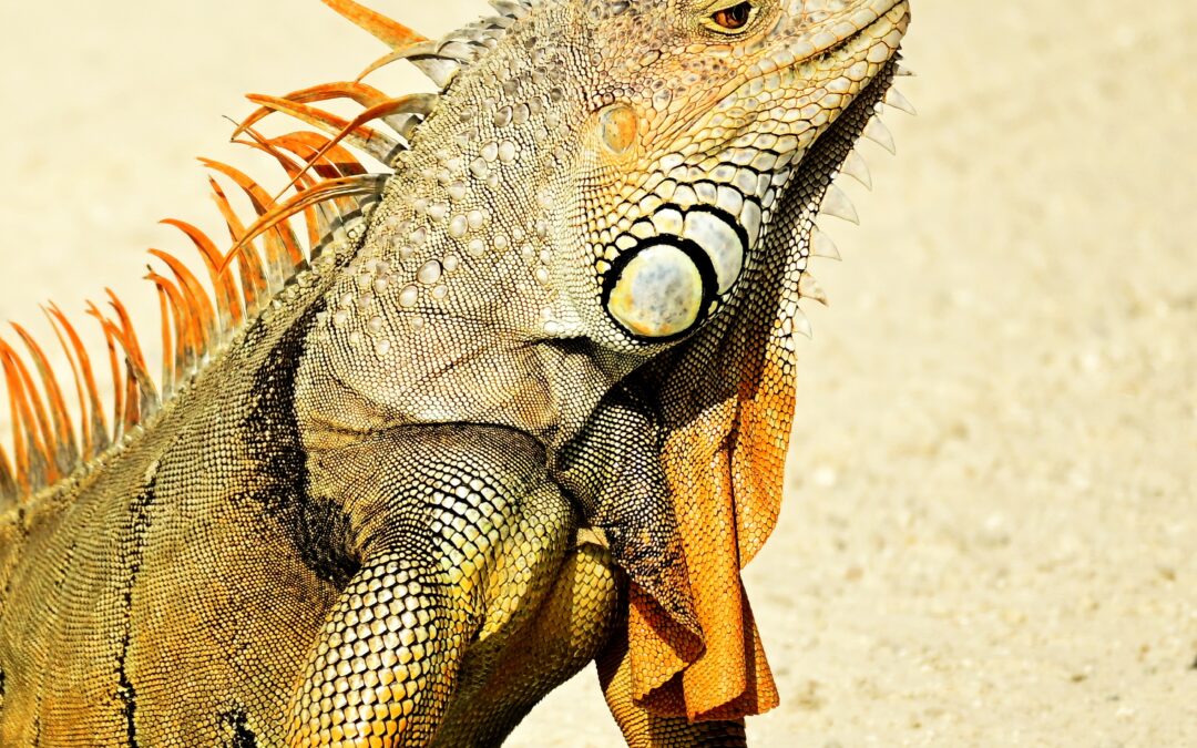Iguana Florida