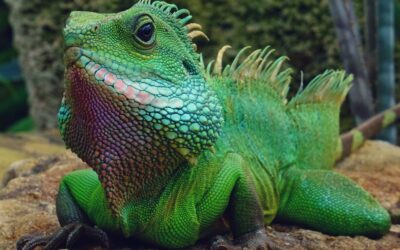 Our Marco Island Iguanas To Be Studied As An Invasive Species
