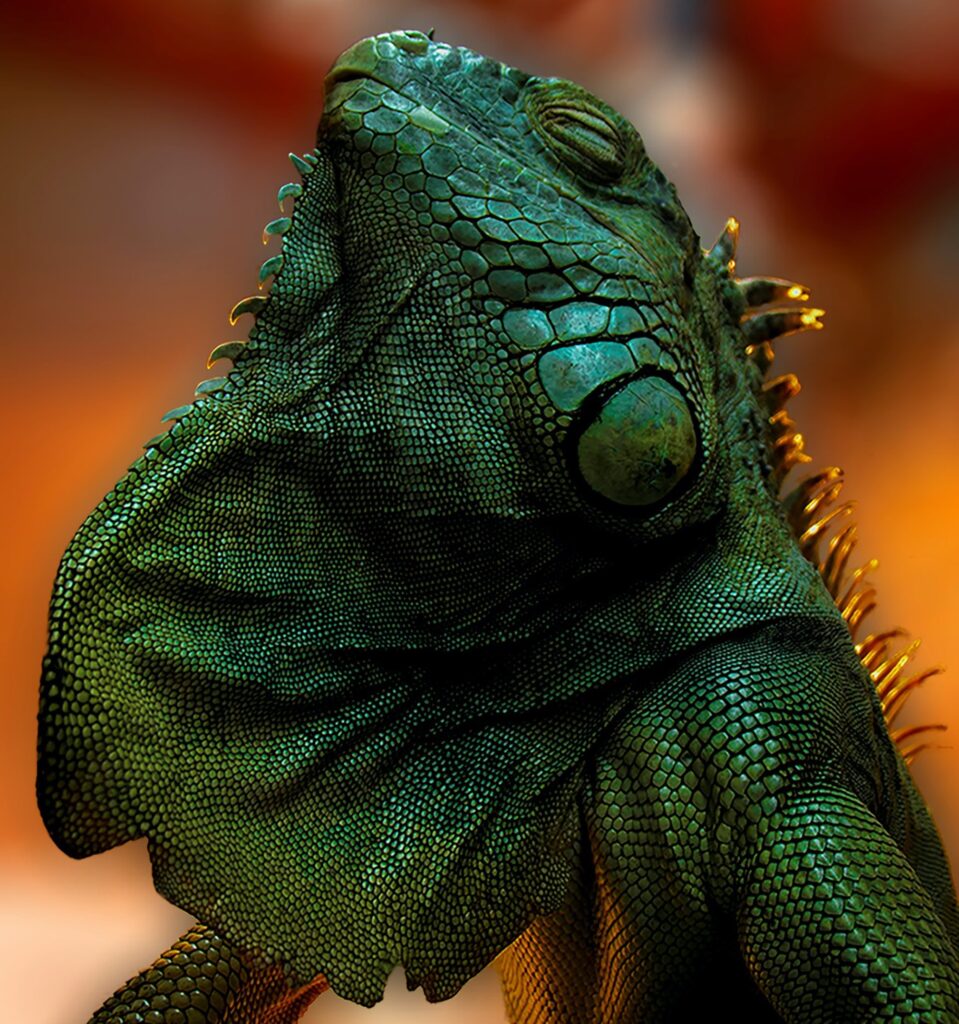 Awesome Iguana