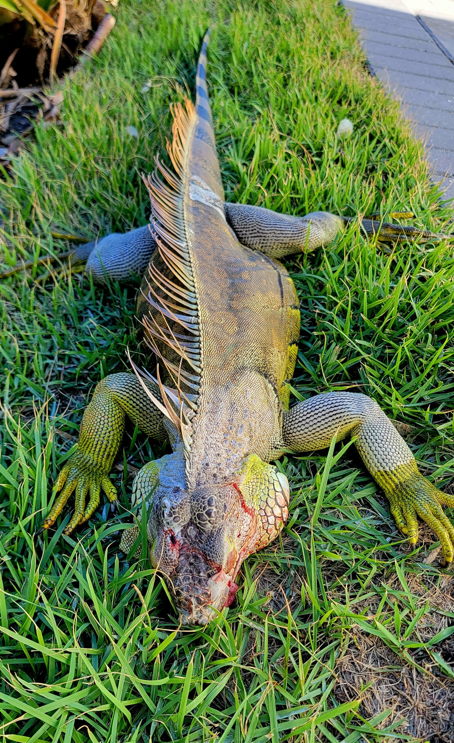 Marco Giant Iguana