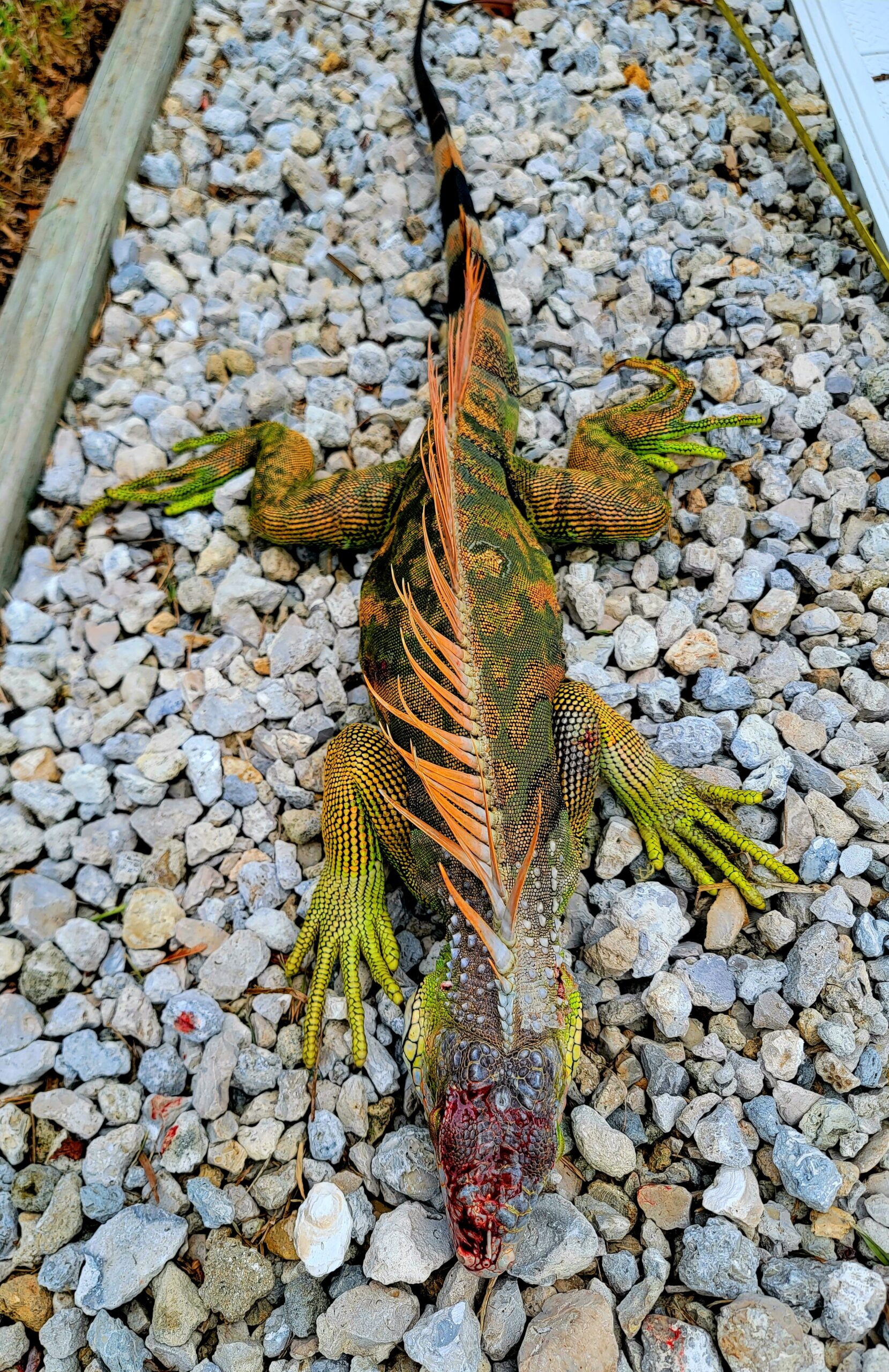 Neighboring Iguana