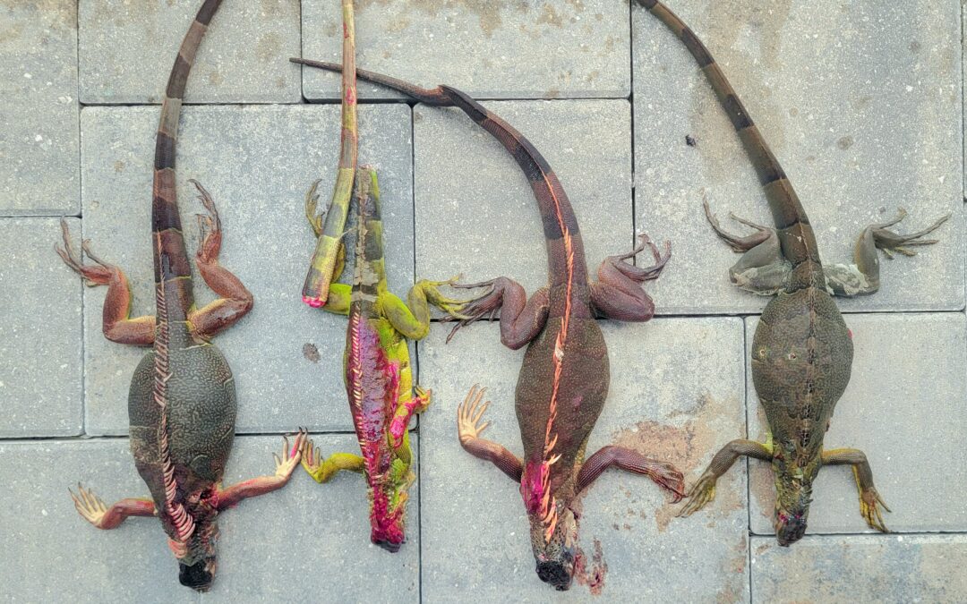 Iguanas Everywhere