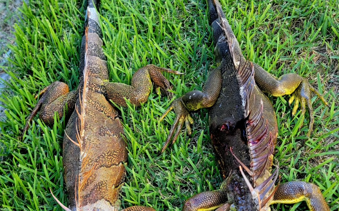 Two Marco Island Iguanas