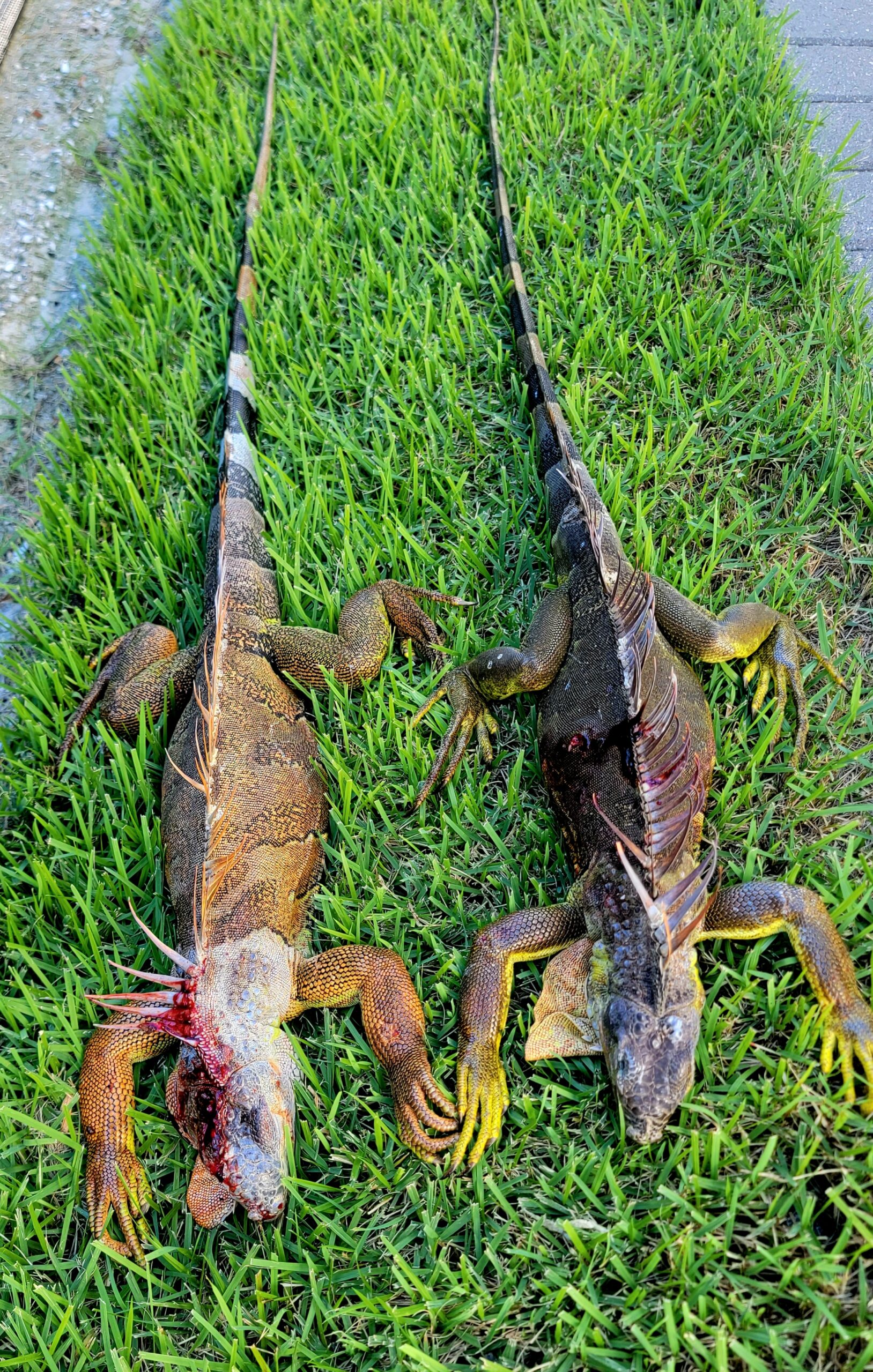 Two Marco Island Iguanas