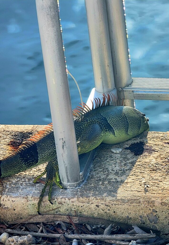 Marco Iguana