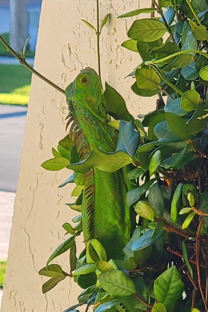 Marco Island Iguana