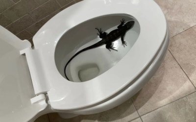 Marco Island Iguana Tales – High Climbers Are NOT Good – Toilets Are NOT Good !