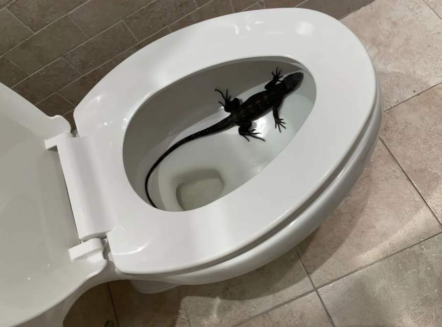 Iguanas in the toilet