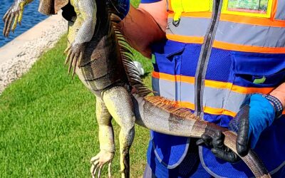 Trapping Tips For Invasive Iguanas