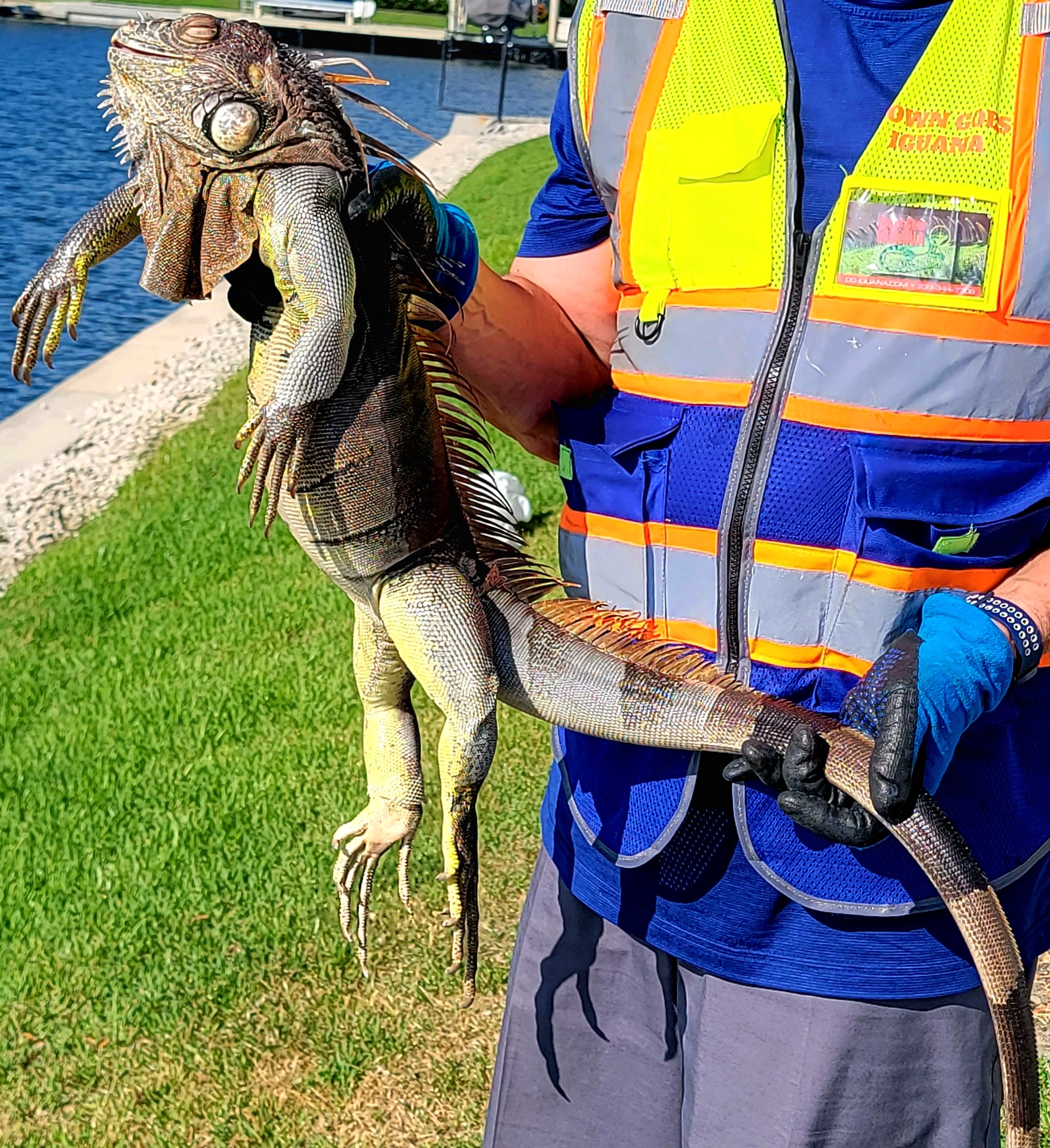 Trapping Tips For Invasive Iguanas Down Goes Iguana