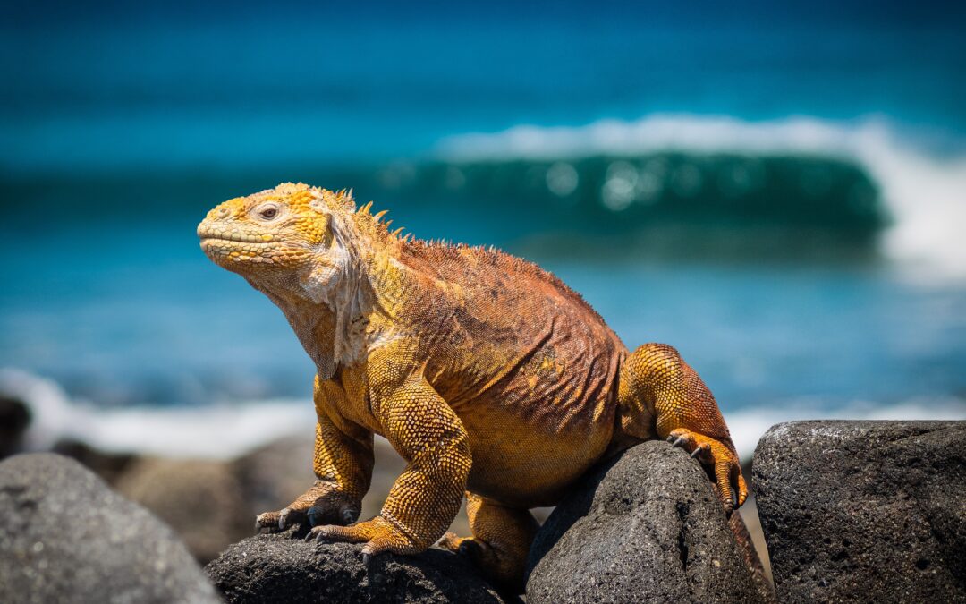 Iguanas by the Seashore